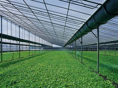 种植户首选温室大棚种植的原因是什么