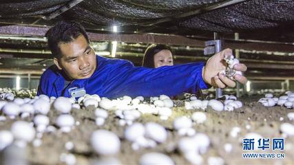 江苏海安:小蘑菇种出大效益
