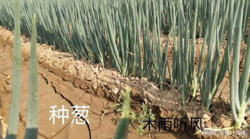 农村能靠土地致富吗 农民怎么做,更有利于提高自己的收入