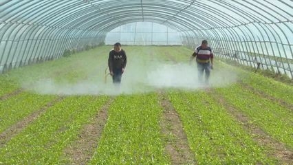 沙塘镇:探索多茬种植 助力乡村振兴