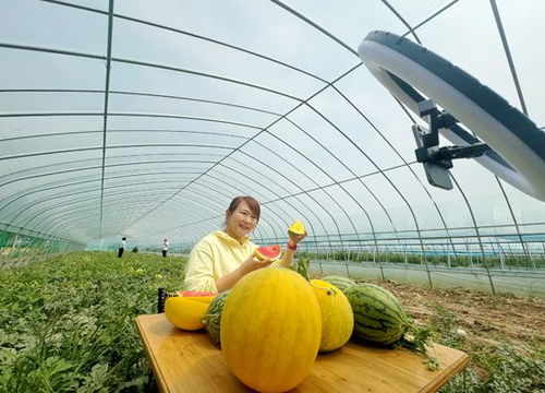 书记田头 直播 助农拓销路