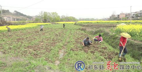 步云桥镇 发展经济作物种植 壮大群众 钱袋子