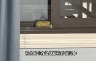 家中进蛇，上海女子吓到“跳舞”，丈夫拿纸巾就冲了过去！还有人在办公室发现1米长蛇蜕