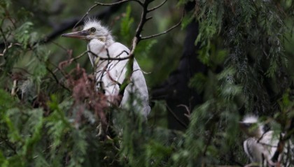 初夏鸟儿育雏忙
