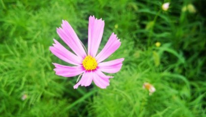 【软文代写】软文总分结构怎么写？