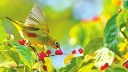 为什么鸟儿不怕“酸”？