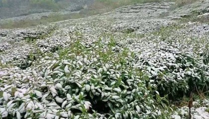 茶资讯 | “茶叶+”破圈新玩法，如何写好“早”文章？