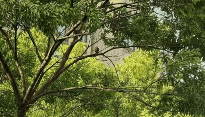 鸟儿的歌唱 | 丁帆