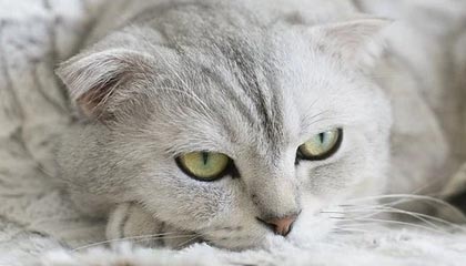 天音控股公布半年报 上半年净利减少739.66%