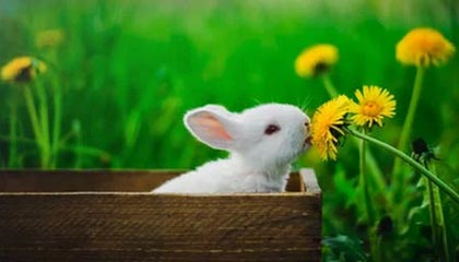 天音控股股价持平 主力资金小幅流入12.27万元