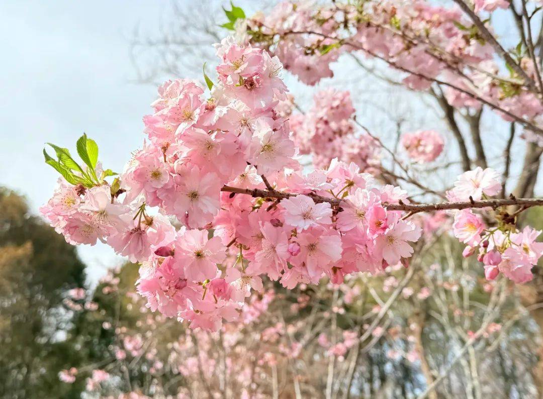 唐音时间3月资讯总汇｜春音绽放，共赴一场音乐的浪漫旅程