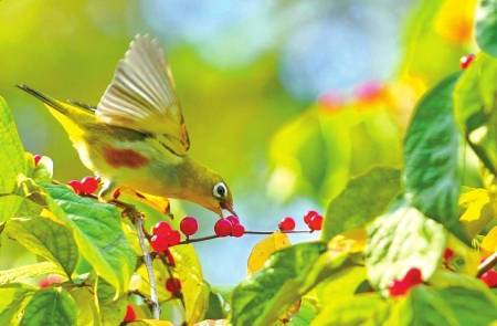 为什么鸟儿不怕“酸”？