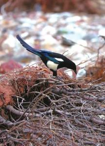 为什么鸟儿不怕“酸”？