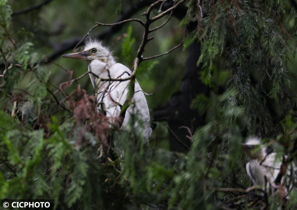 初夏鸟儿育雏忙