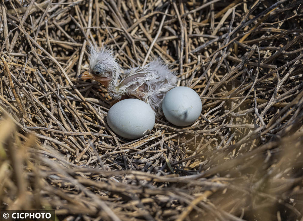 初夏鸟儿育雏忙