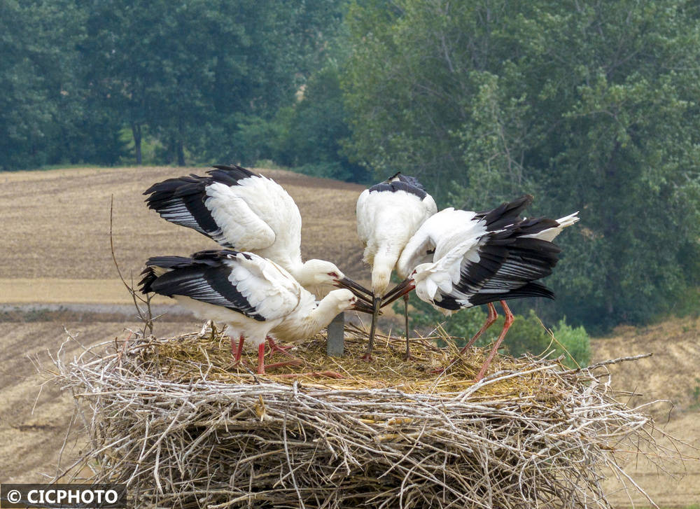 初夏鸟儿育雏忙