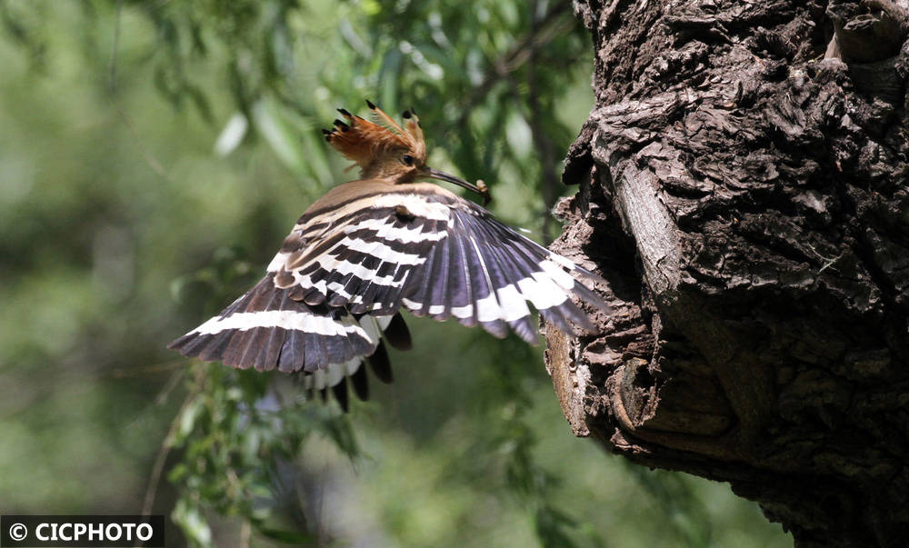 初夏鸟儿育雏忙