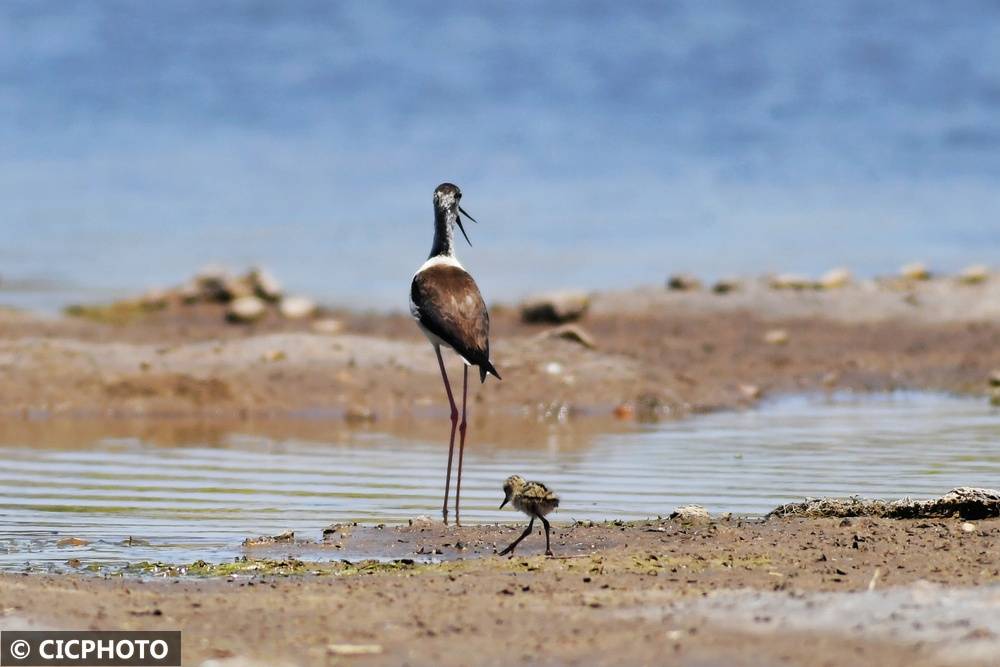 初夏鸟儿育雏忙