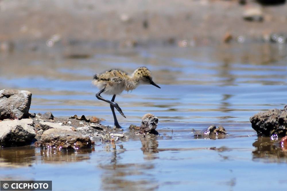 初夏鸟儿育雏忙
