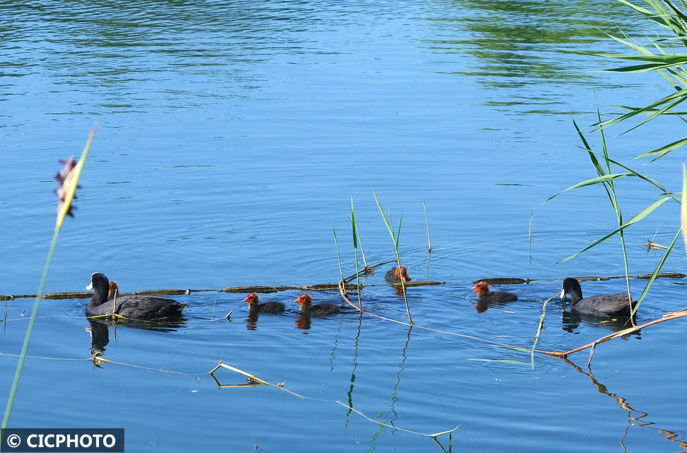 初夏鸟儿育雏忙