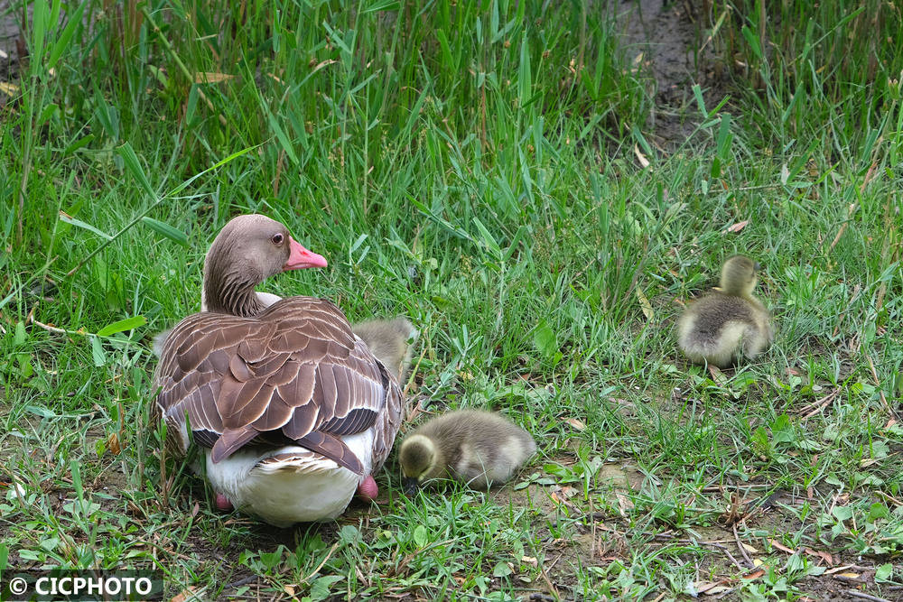 初夏鸟儿育雏忙
