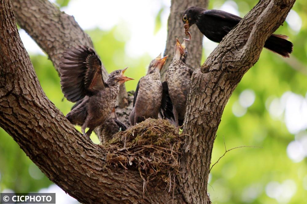 初夏鸟儿育雏忙