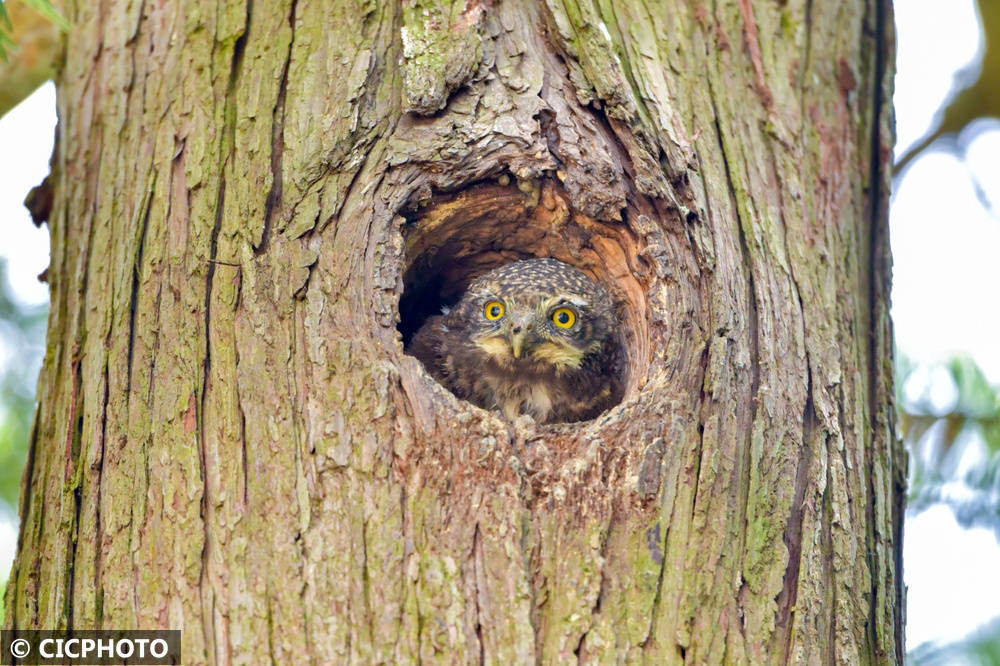 初夏鸟儿育雏忙
