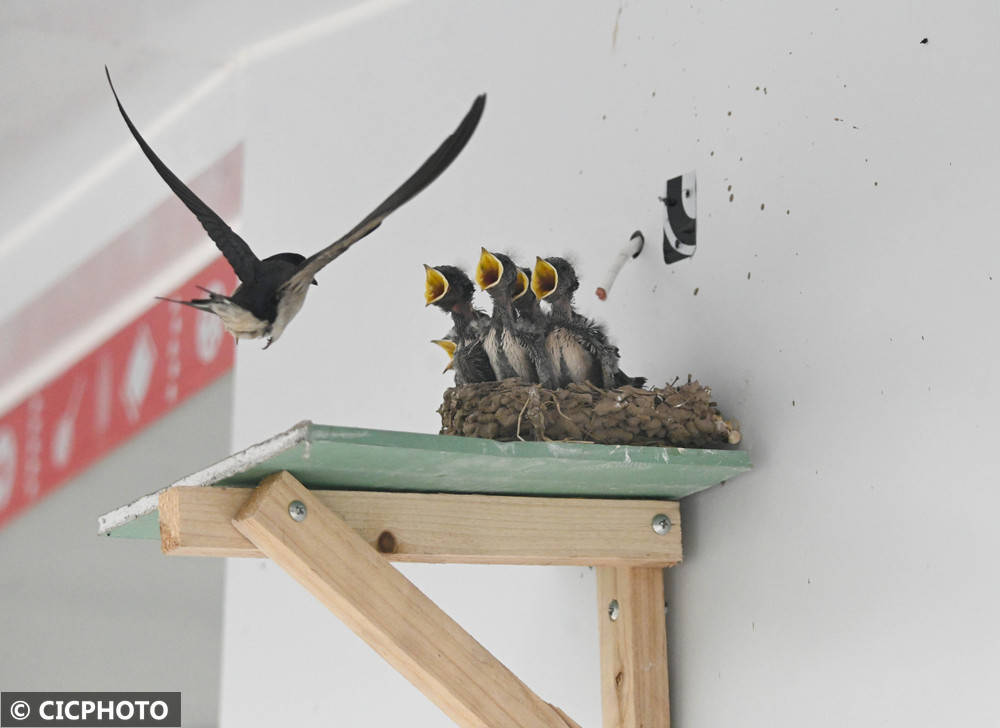 初夏鸟儿育雏忙