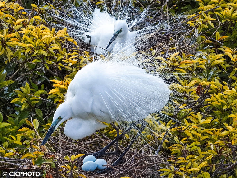 初夏鸟儿育雏忙