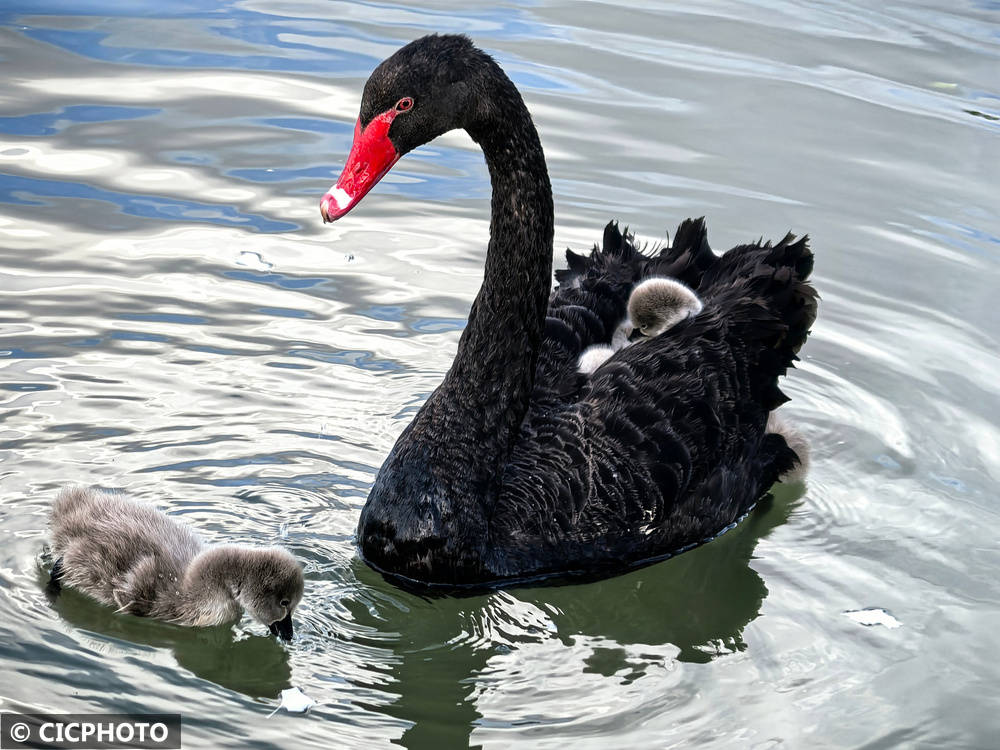 初夏鸟儿育雏忙
