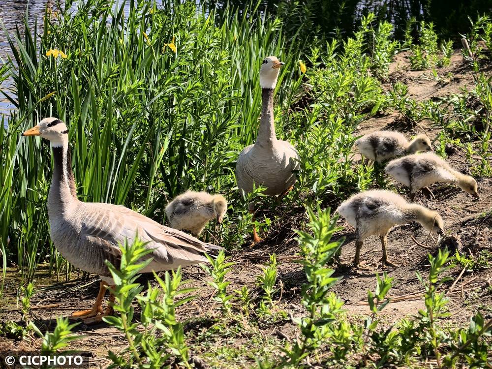 初夏鸟儿育雏忙
