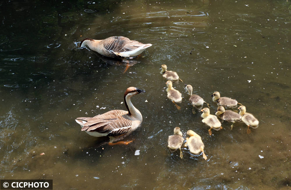 初夏鸟儿育雏忙