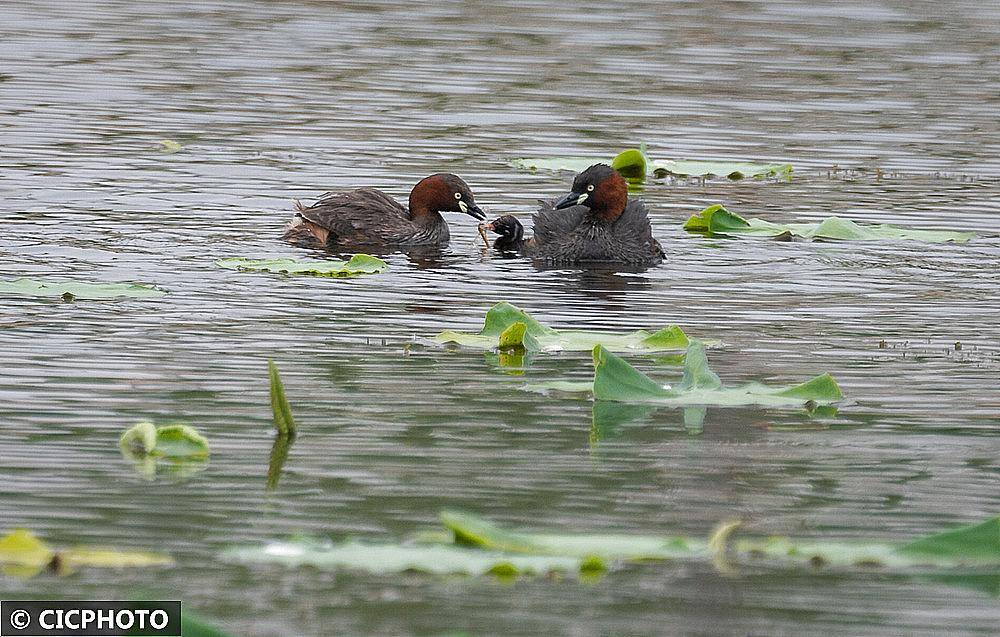 初夏鸟儿育雏忙