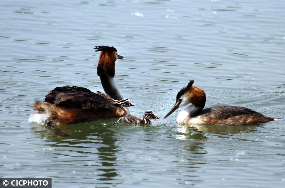 初夏鸟儿育雏忙