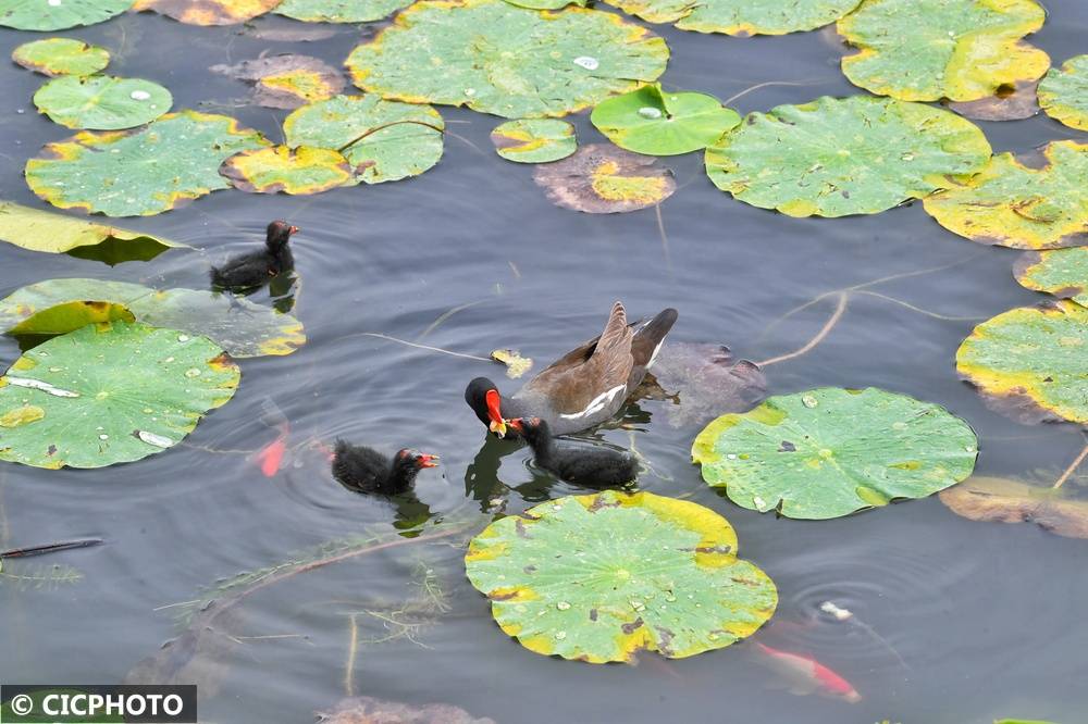 初夏鸟儿育雏忙