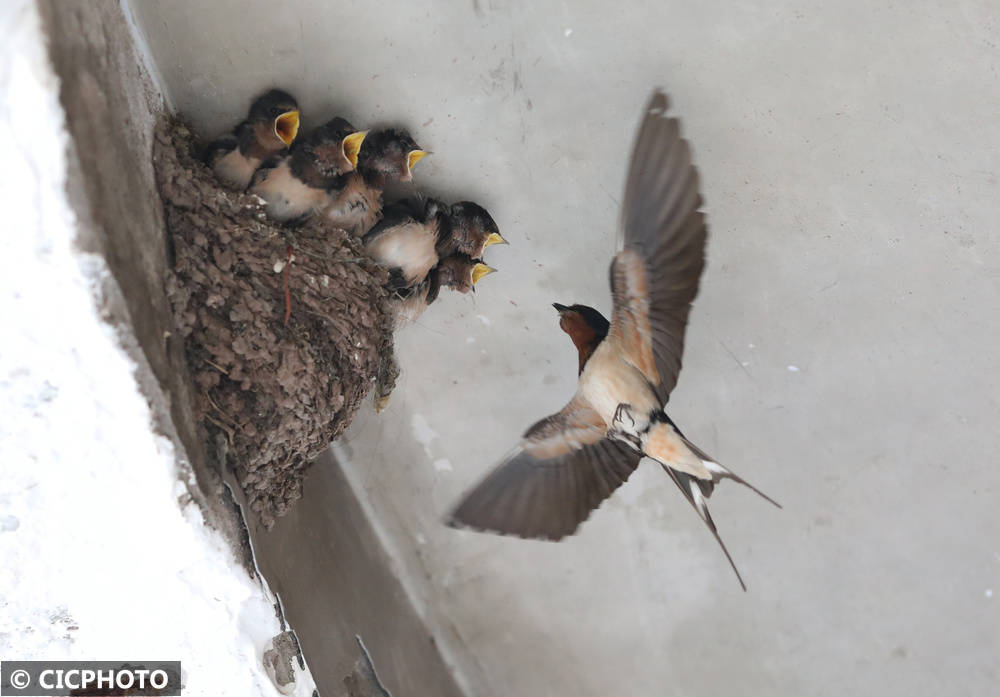 初夏鸟儿育雏忙