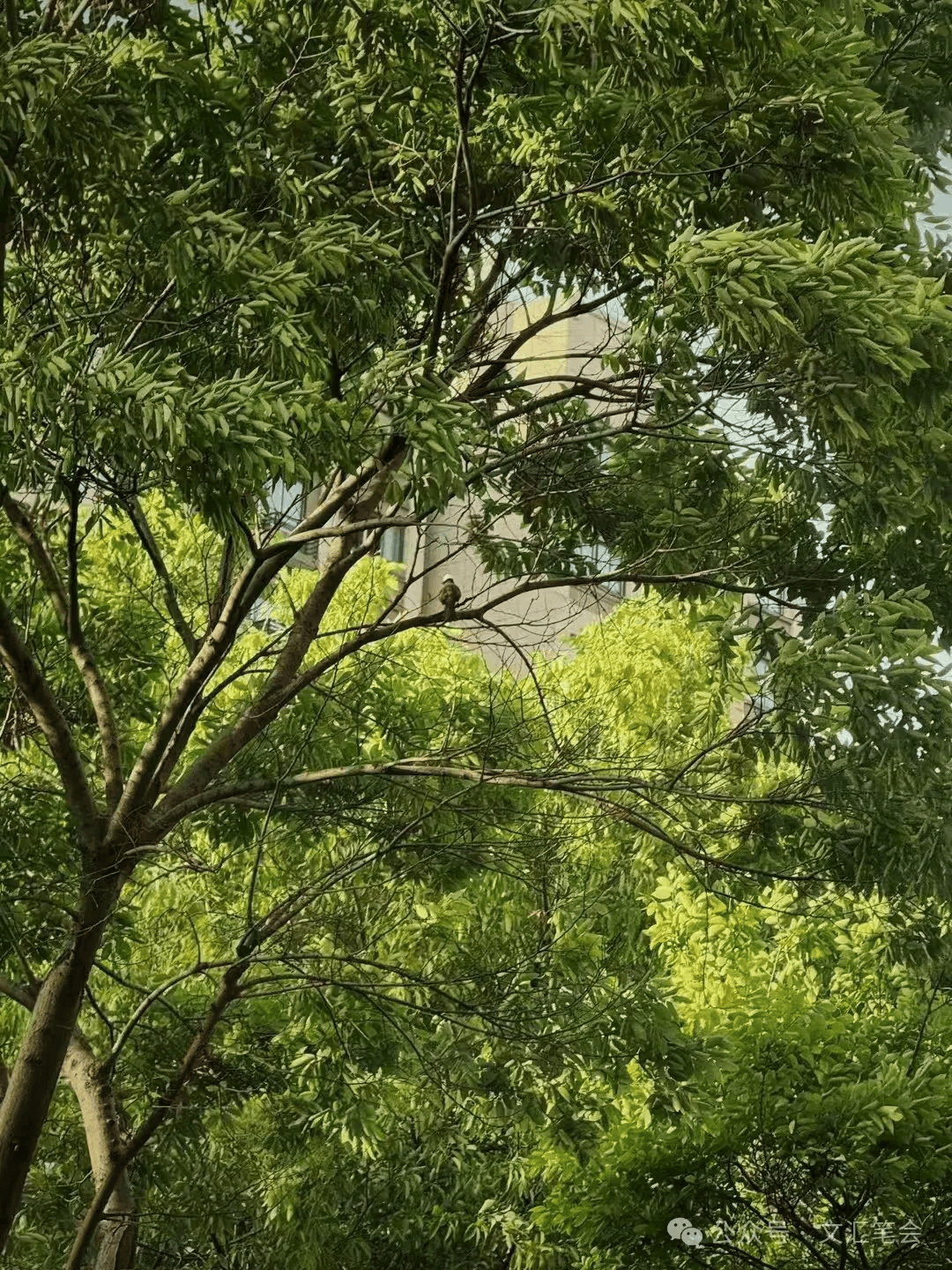 鸟儿的歌唱 | 丁帆