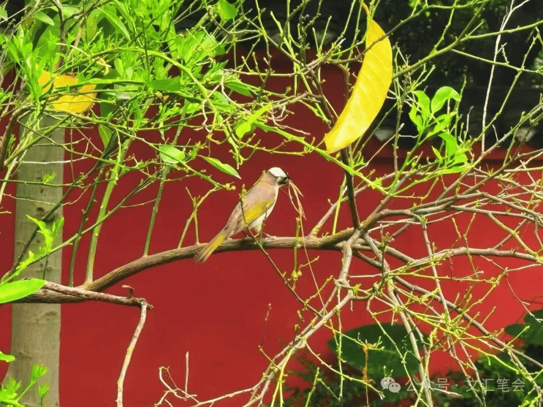 鸟儿的歌唱 | 丁帆