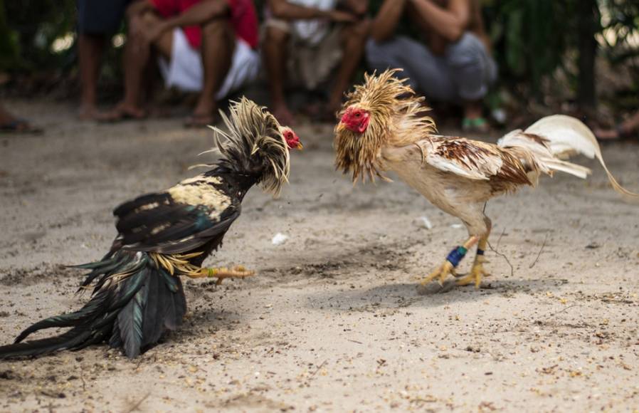 秘鲁一男子观看斗鸡比赛时被自家鸡踢到重要部位，大出血而亡